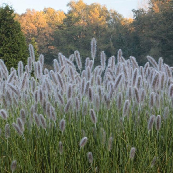 Пеннисетум лисохвостный Хербстцаубер