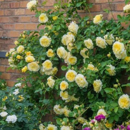 Роза шраб Зе Пилигрим (The Pilgrim)