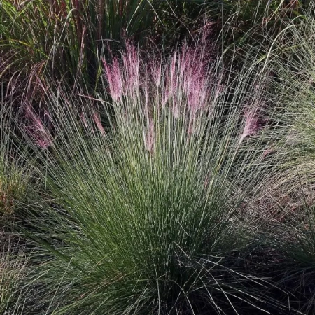 Молиния голубая Морхекс