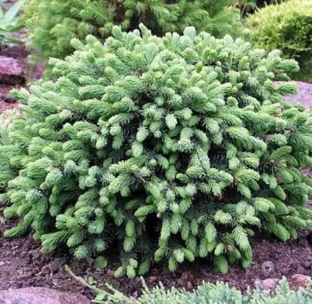 Ель канадская Эхиниформис