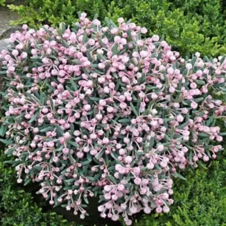 Андромеда многолистная Блю Айс