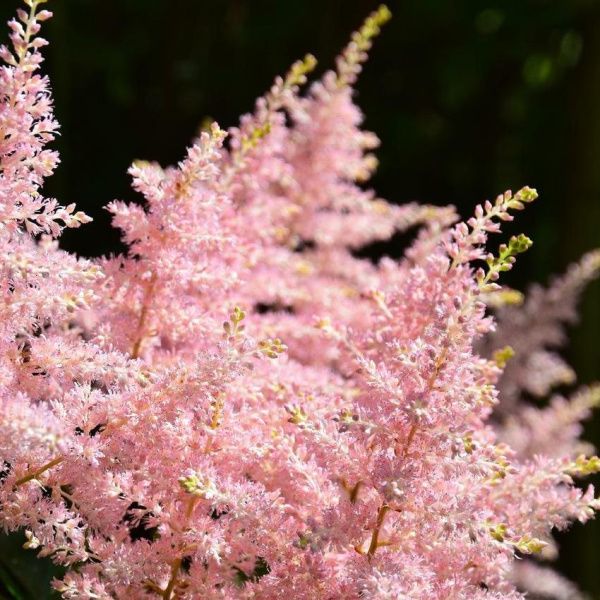 Астильба Японская Пич Блоссом