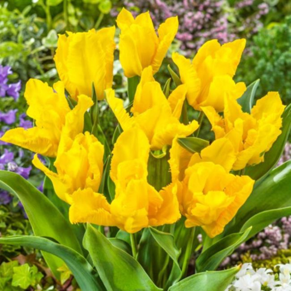 Луковицы Тюльпан Йоко Пэррот (5 шт), размер 10/11