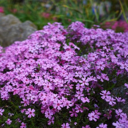 Флокс шиловидный Фиолетовый
