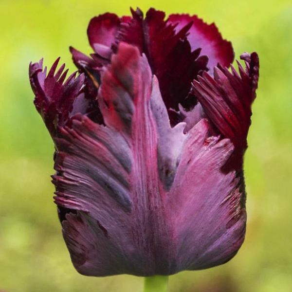 Луковицы Тюльпан Блэк Пэррот (5 шт), размер 10/11