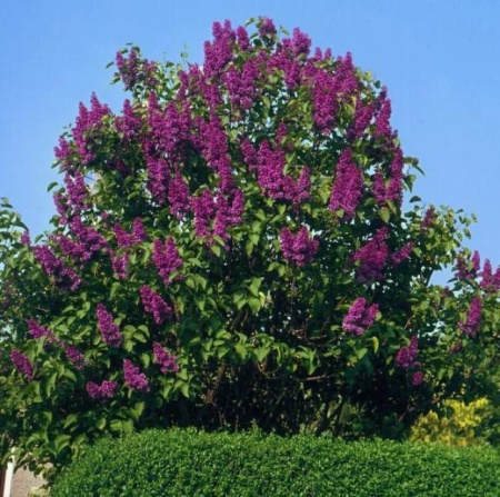 Сирень обыкновенная Чарльз Джоли