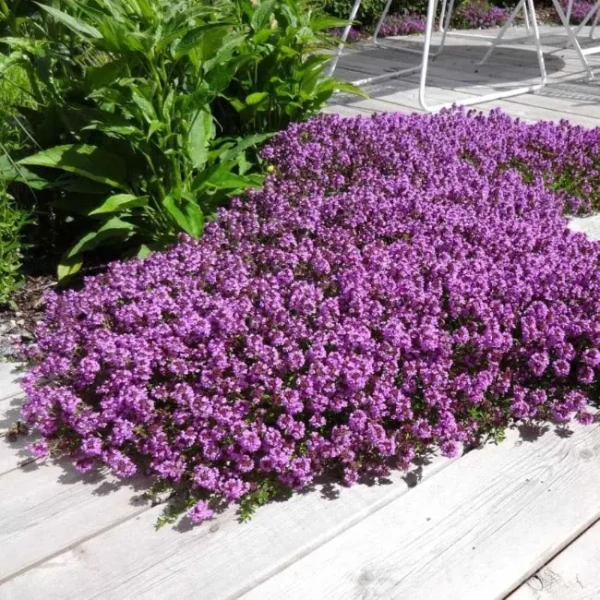 Тимьян ранний Пёрпл Бьюти