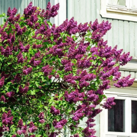 Сирень обыкновенная Чарльз Джоли