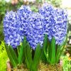 Луковицы Гиацинт Дэльфт Блю (3 шт), размер 14/15