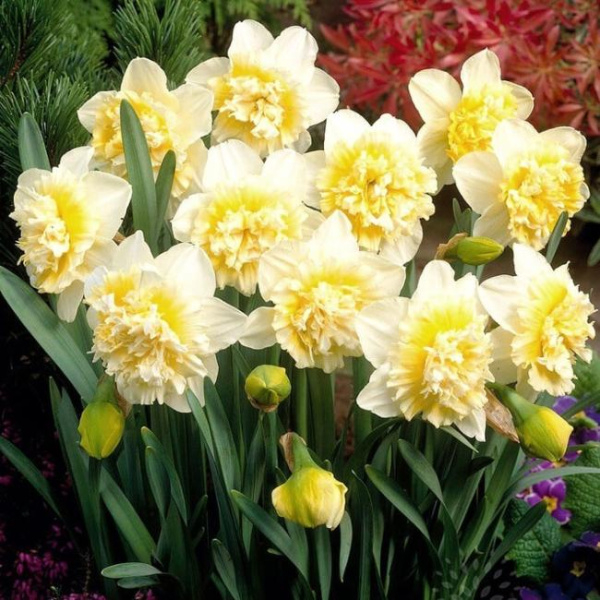 Луковицы Нарцисс Айс Кинг (5 шт), размер 10/12