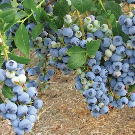 Голубика Блюкроп 3-х летка 