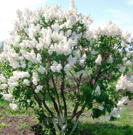 Сирень Красавица Москвы