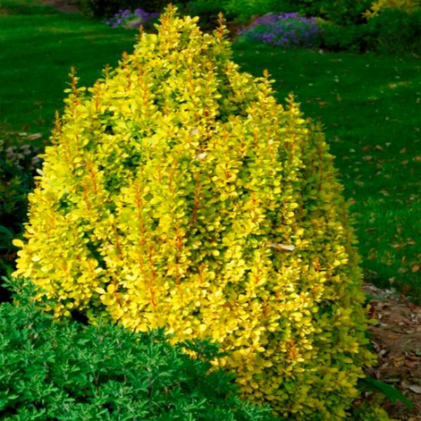 Барбарис Тунберга Торч Дор