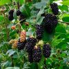Ежевика Карака Блэк