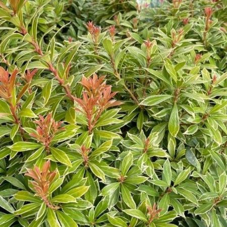 Пиерис японский Литл Голди