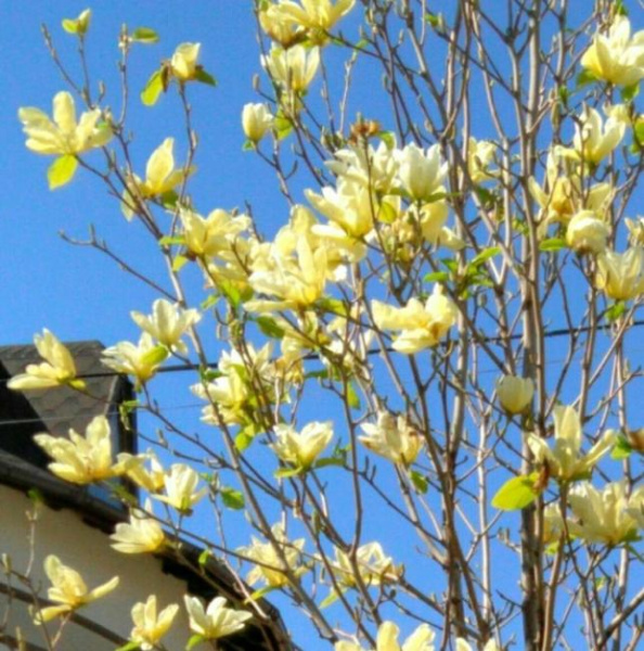 Магнолия Еллоу Лантерн