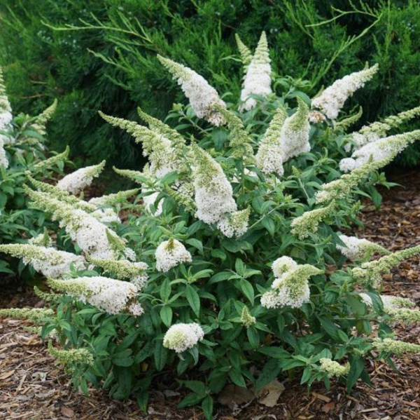 Буддлея Давида Вайт Профьюжн