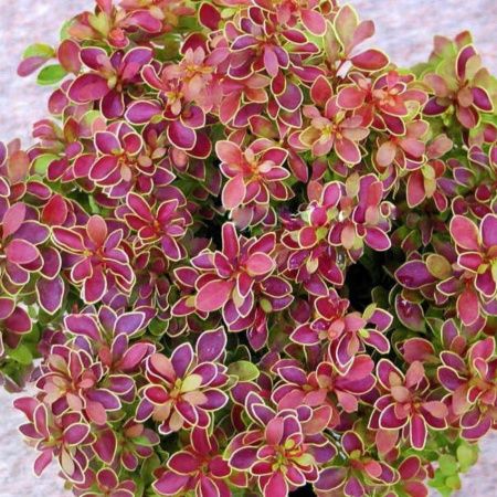 Барбарис Тунберга Голден Ринг