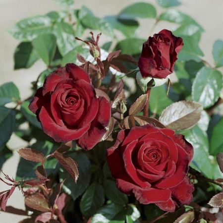 Роза чайно-гибридная Норита (Norita)