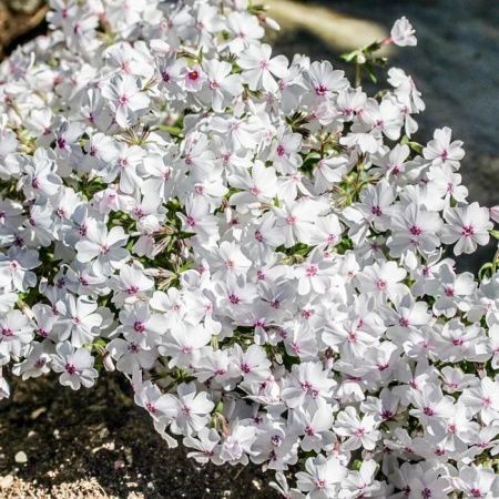 Флокс шиловидный Эмейзинг Грейс