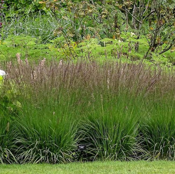 Молиния голубая Эдит Дудзус