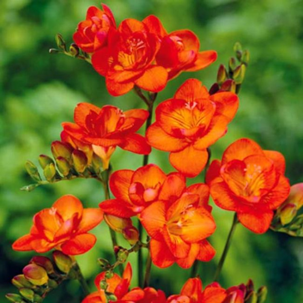 Луковицы Фрезия Дабл Оранж (10 шт), размер 5/+