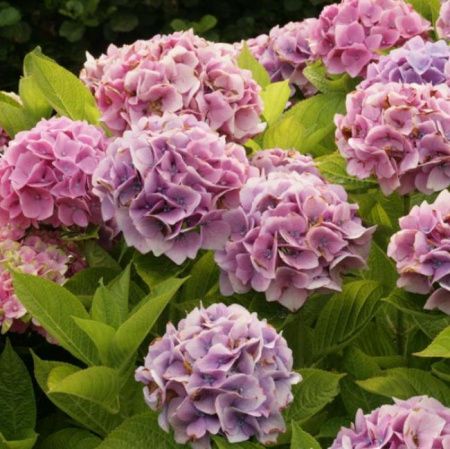 Гортензия крупнолистная Энконг