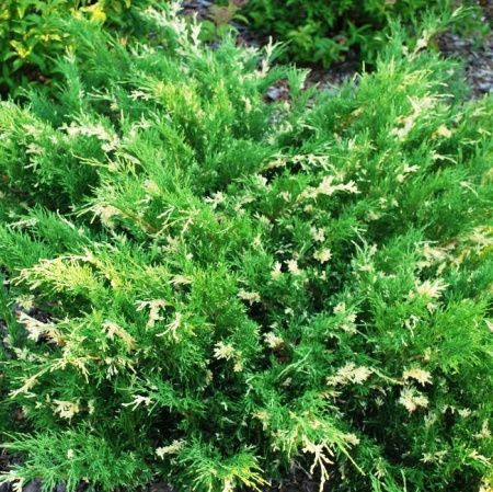 Можжевельник Сабин Вариегата