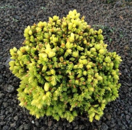 Ель канадская Ялако Голд