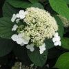 Гортензия древовидная Уайт Дом