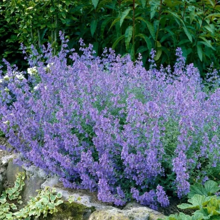 Котовник Кит Кат