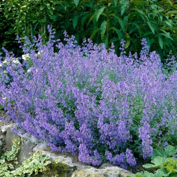 Котовник Кит Кат