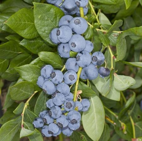 Голубика Либерти 