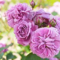 Роза флорибунда Лилак Топаз (Lilac Topaz)