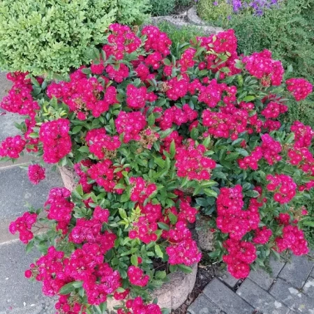 Роза миниатюрная Альберих (Alberich)