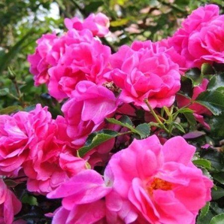 Роза почвопокровная Фуксия Мейяндекор (Fuchsia Meillandecor)