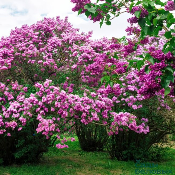 Сирень обыкновенная Принц Волконский