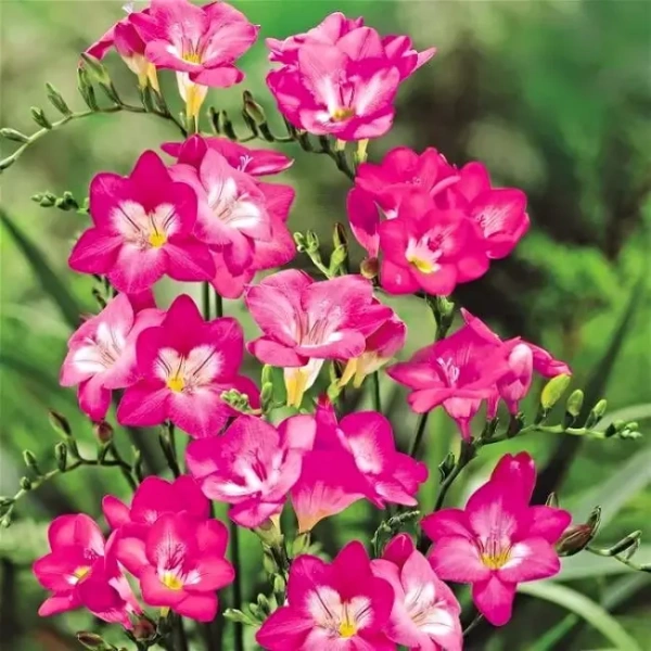 Луковицы Фрезия Дабл Пинк (10 шт), размер 5/+