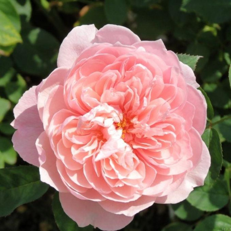 Роза английская Алнвик Роуз (The Alnwick Rose)