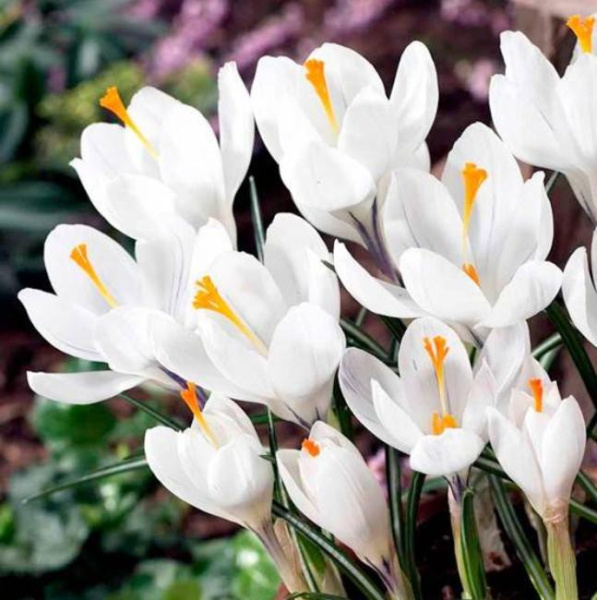  Луковицы Крокус Жанна Д*Арк (10 шт), размер 7/8