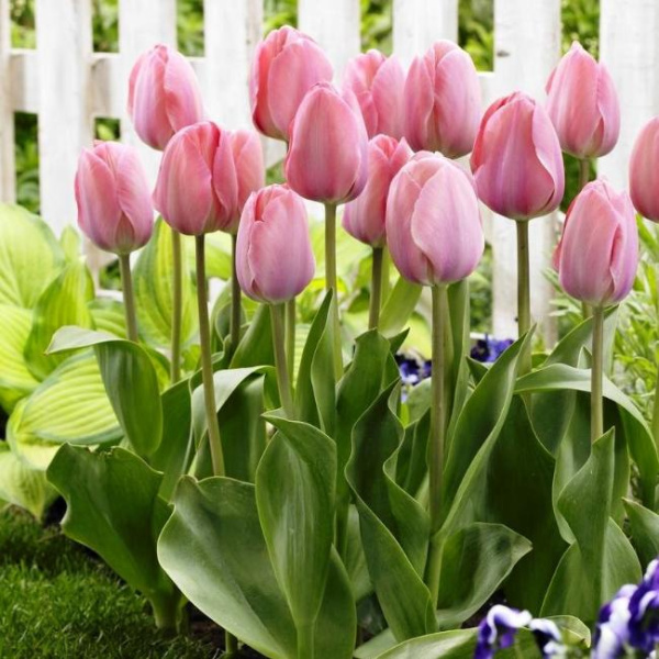 Луковицы Тюльпан Мистик ван Иджк (5шт), размер 10/11