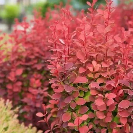 Барбарис Тунберга Ред Карпет