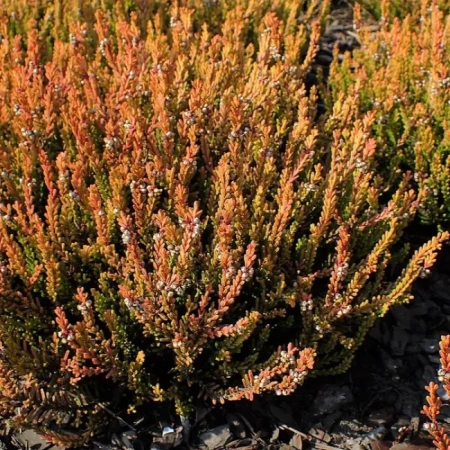 Вереск обыкновенный Винтер Шоколад