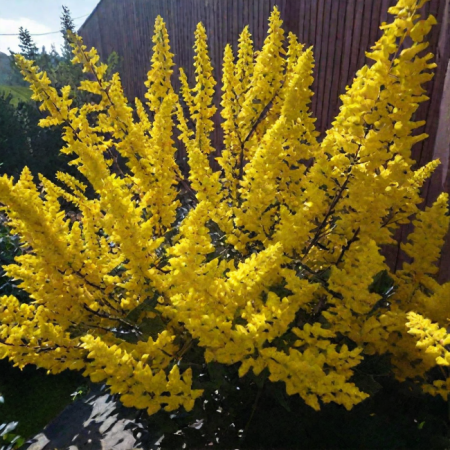 Форзиция промежуточная Миниголд