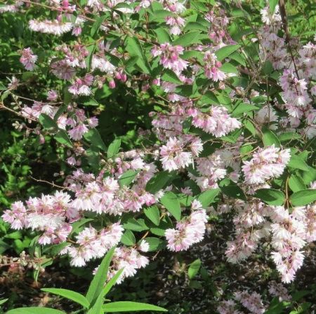 Дейция гибридная Кодсалл Пинк