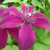 Клематис Гуви