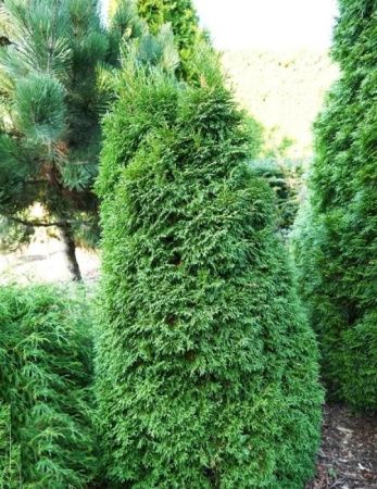 Туя западная Страско