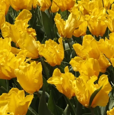 Луковицы Тюльпан Йоко Пэррот (5 шт), размер 10/11