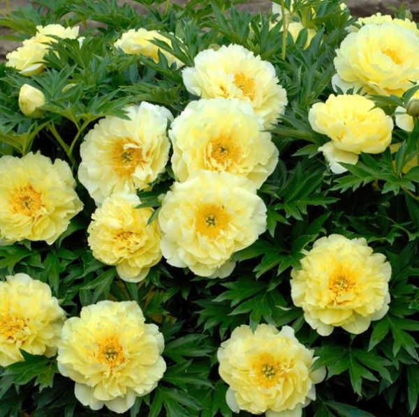 Пион ИТО Бартзелла