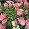Гортензия метельчатая Пинк Леди